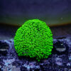 TC Alveopora Minuta Toxic Green Colonia - Imagen 2