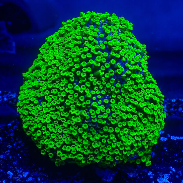 TC Alveopora Minuta Toxic Green Colonia