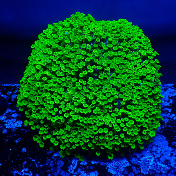 TC Alveopora Minuta Toxic Green Colonia