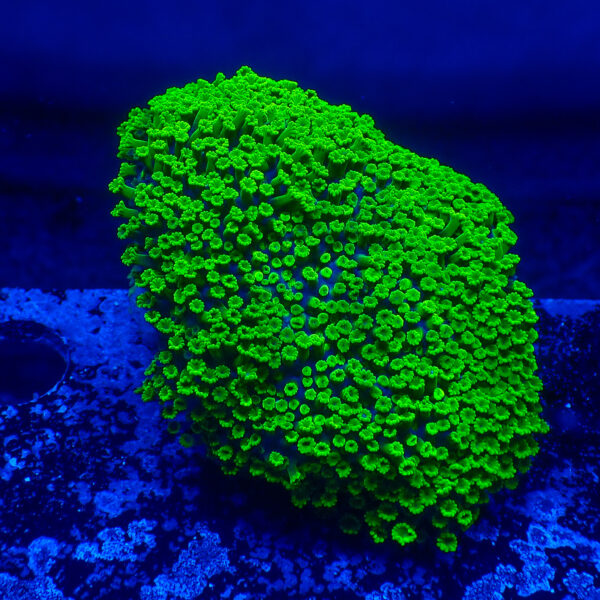 TC Alveopora Minuta Toxic Green Colonia