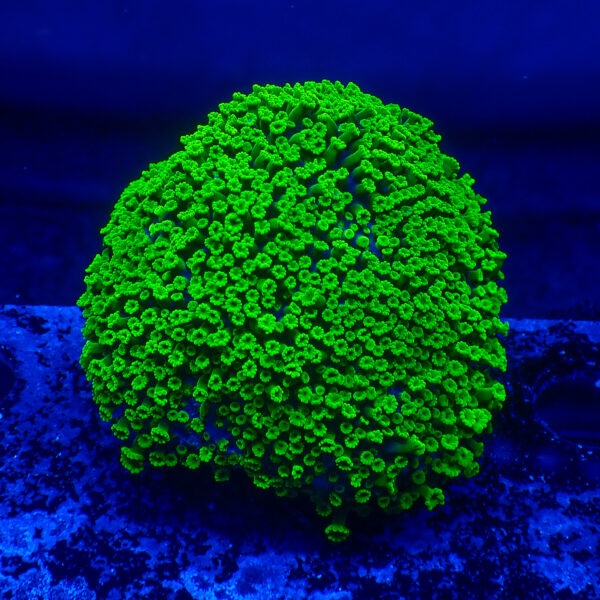 TC Alveopora Minuta Toxic Green Colonia