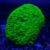 TC Alveopora Minuta Toxic Green Colonia