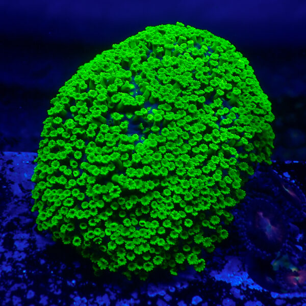 TC Alveopora Minuta Toxic Green Colonia