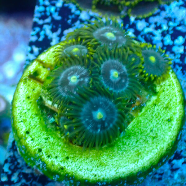 TC Zoanthus Blue Daisy - Imagen 2