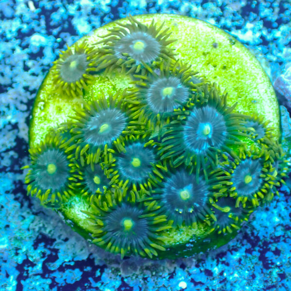 TC Zoanthus Blue Daisy - Imagen 2