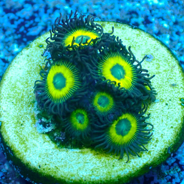 TC Zoanthus Lemon Kisses - Imagen 2