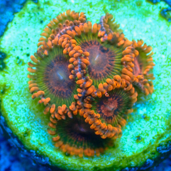 TC Zoanthus Speckled Krakatoa - Imagen 2