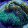 TC Chalice Glitter - Imagen 2