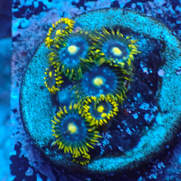 TC Zoanthus Blue Daisy