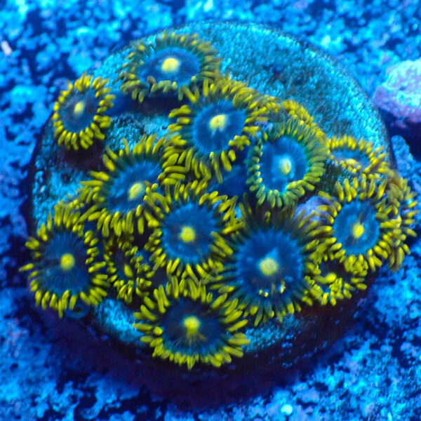 TC Zoanthus Blue Daisy