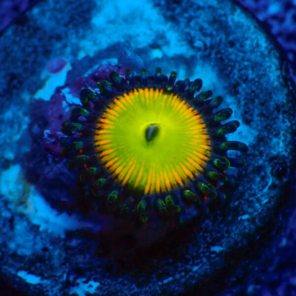 TC Zoanthus Rainbow Troll