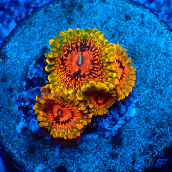 TC Zoanthus Grand Master Krakatoa