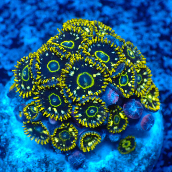 TC Zoanthus Speckled Hornets