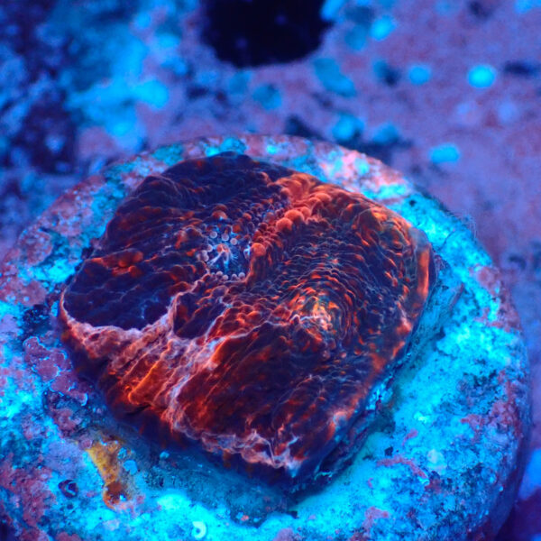 TC Chalice Tropical Vulcano