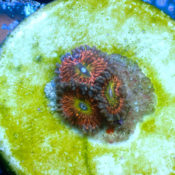 TC Zoanthus Krakatoa God - Imagen 2