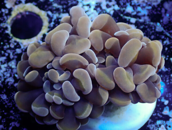 TC Euphyllia parancora Dark Hologram - Imagen 2