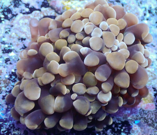 TC Euphyllia Parancora Orange-Gold Nugget 2 cabezas - Imagen 2