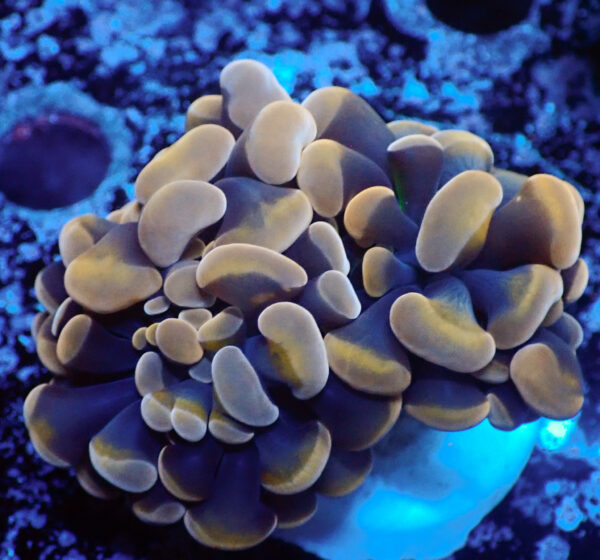 TC Euphyllia parancora Dark Hologram