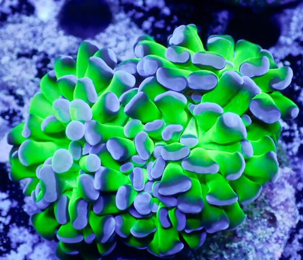 TC Euphyllia Parancora Bicolor Doble cabeza - Imagen 2