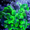 TC Euphyllia parancora Bounce Blotchy - Imagen 2