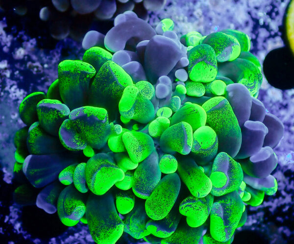 TC Euphyllia parancora Bounce Blotchy - Imagen 2