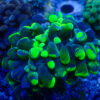 TC Euphyllia parancora Bounce Blotchy
