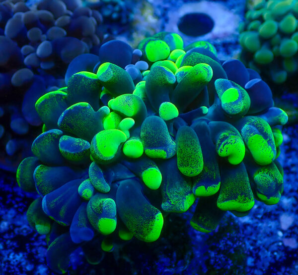 TC Euphyllia parancora Bounce Blotchy