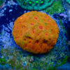 TC Favites Candy Corn Mini Colonia - Imagen 2