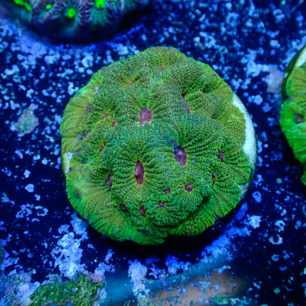 TC Favites Green Fascination frag XL - Imagen 2