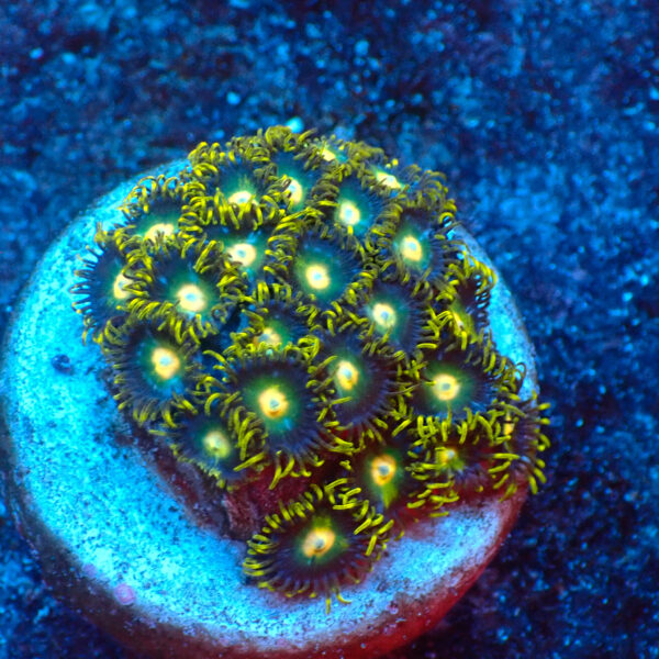 TC Zoanthus Blueberry Fields