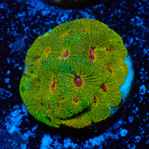 TC Favites Green Fascination frag XL