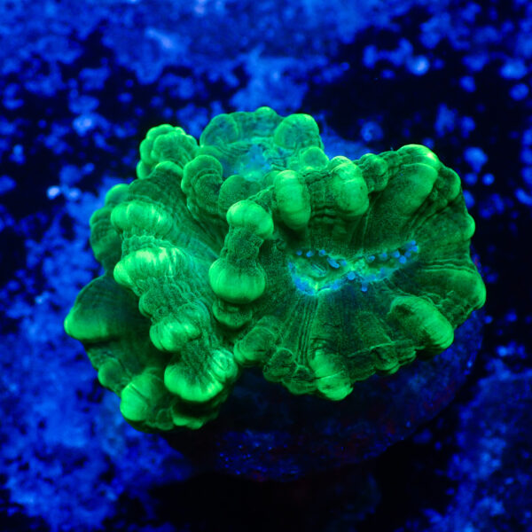 TC Caulastrea Mint