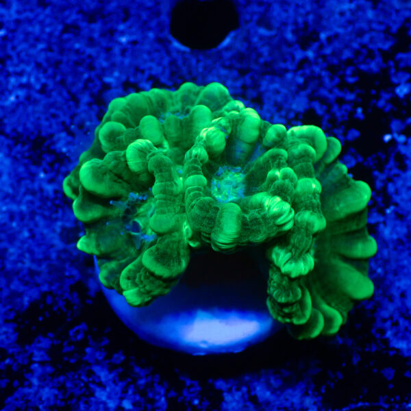 TC Caulastrea Mint