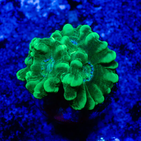 TC Caulastrea Mint