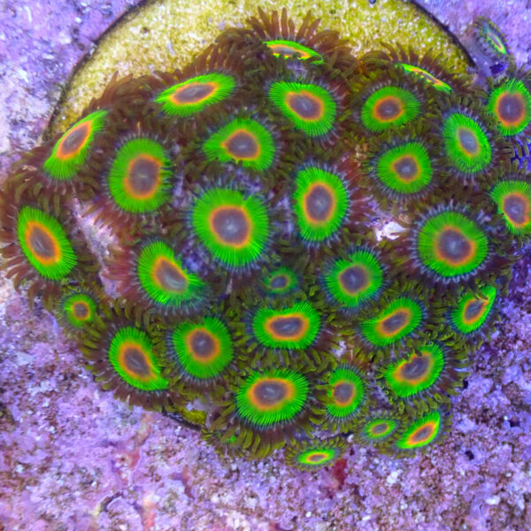 TC Zoanthus Rastas Mini Colonia - Imagen 2