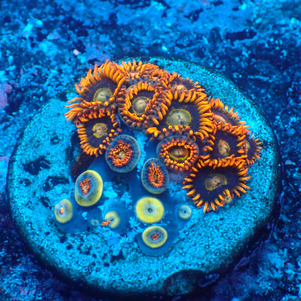 TC Zoanthus Rainbow Hornets