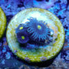 TC Zoanthus Blue Walter - Imagen 2