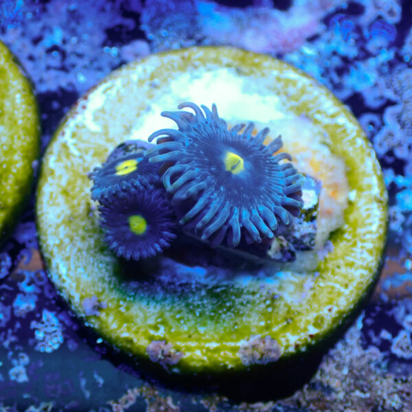 TC Zoanthus Blue Walter - Imagen 2