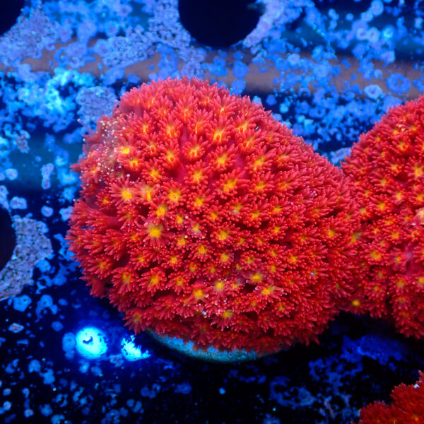 TC Goniopora Stuchburyi (Bernardpora) frag XL - Imagen 2