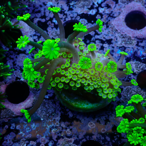 TC Alveopora Daisy frag - Imagen 2