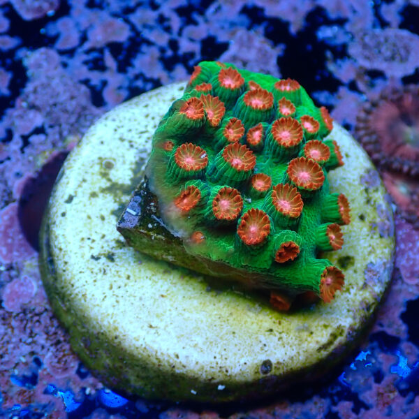 TC Cyphastrea Jingle Bells - Imagen 2