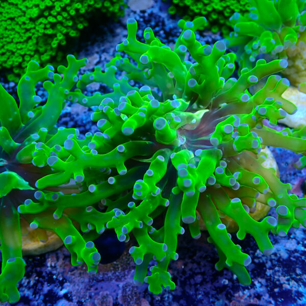 TC Euphyllia paradivisa Ultra Toxic Green - Imagen 2