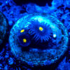 TC Zoanthus Blue Walter