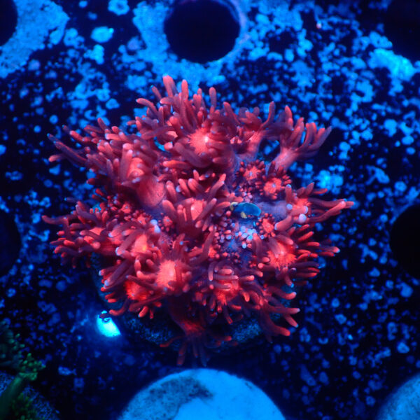 TC Goniopora Red