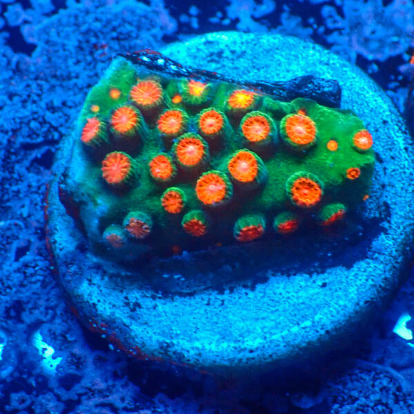 TC Cyphastrea Jingle Bells