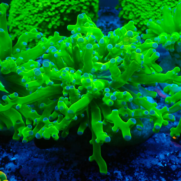 TC Euphyllia paradivisa Ultra Toxic Green