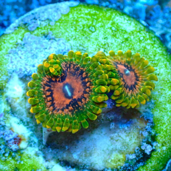 TC Zoanthus Grand Master Krakatoa - Imagen 2