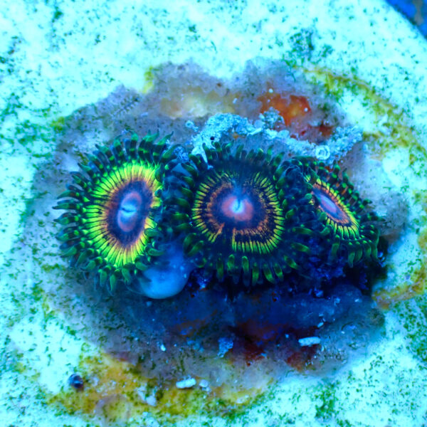 TC Zoanthus Rainbow Eclipse - Imagen 2