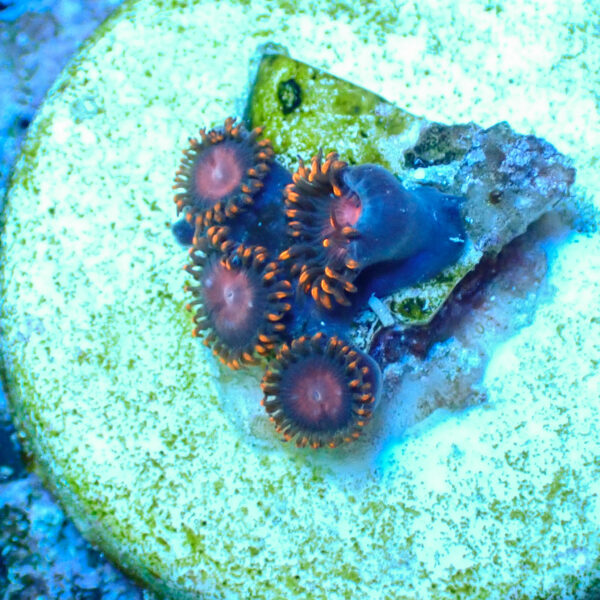 TC Zoanthus KH Sunburst - Imagen 2