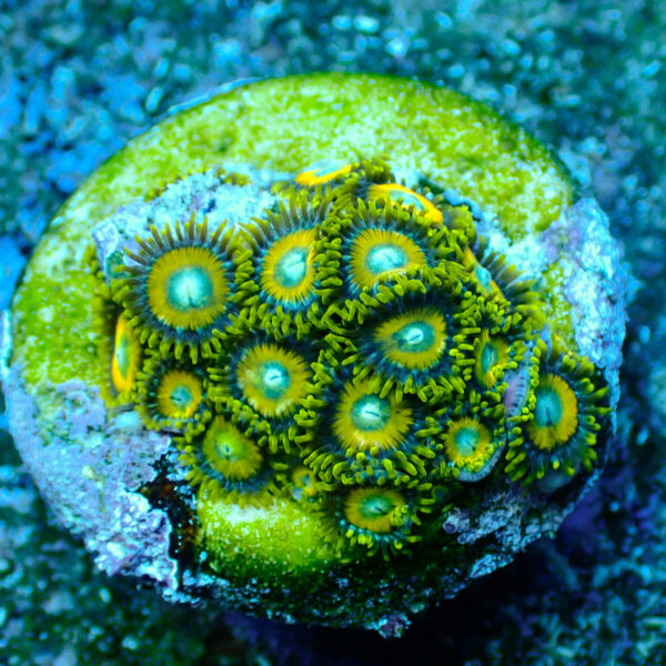 TC Zoanthus Scrambled Eggs - Imagen 2